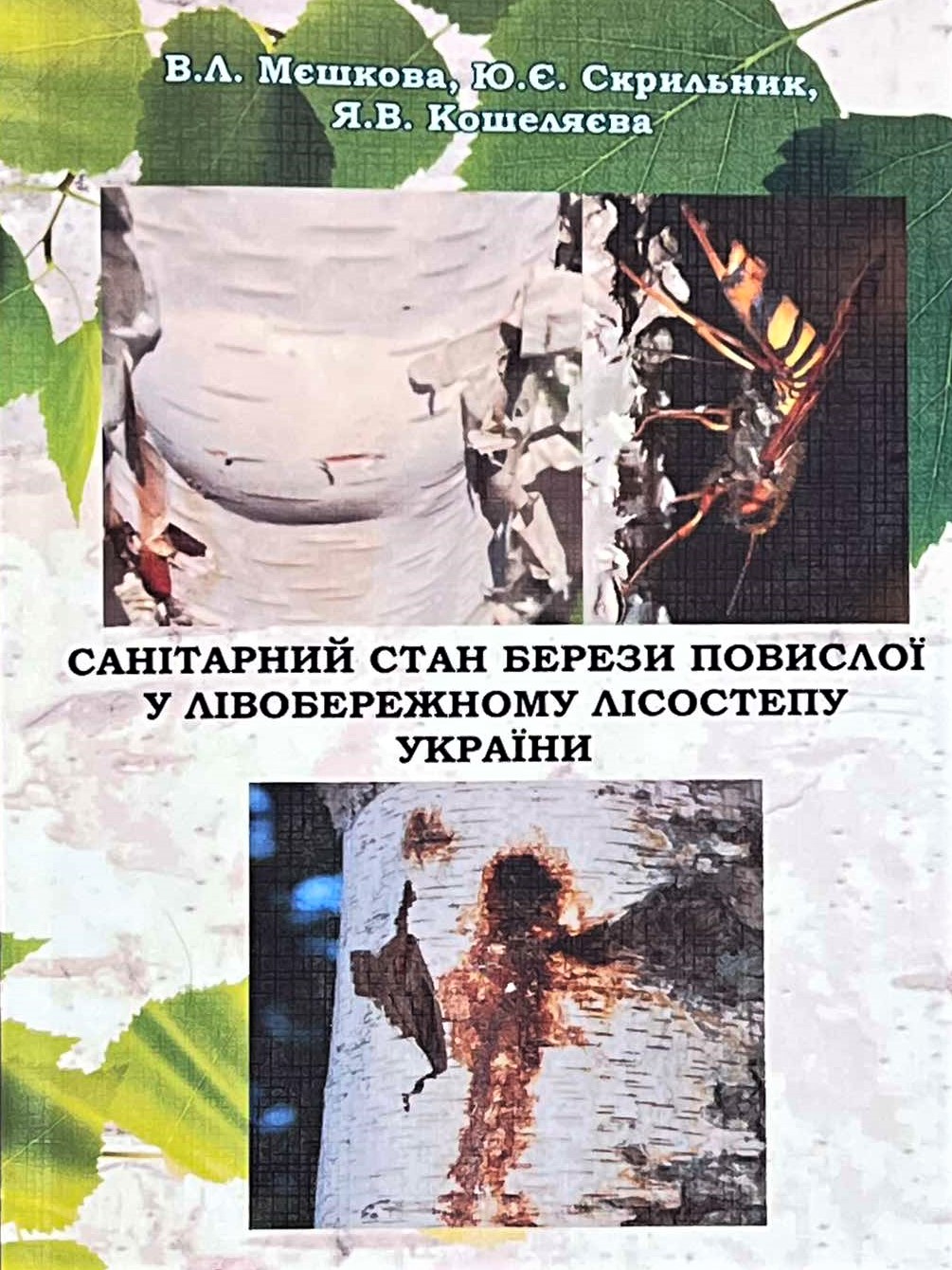 Санітарний стан берези повислої у Лівобережному лісостепу України